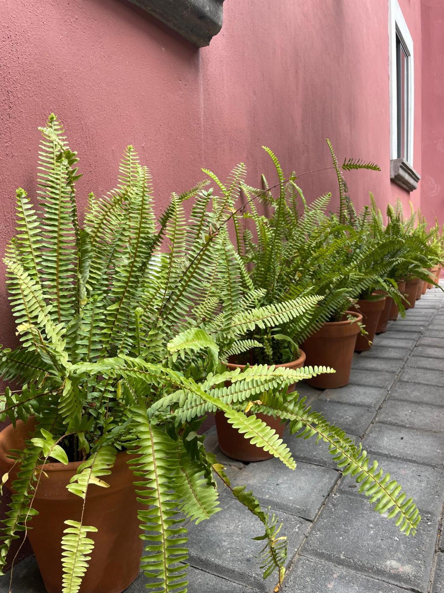 Hostel Quinta La Perla Guadalajara Exteriér fotografie